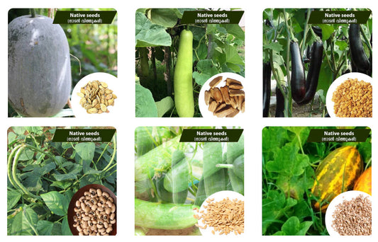 5 Naadan (Native) Vegetable Seeds to Grow Easily – Buy Seeds Online for Kitchen Garden Success