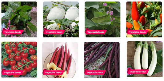 5 Easy to Grow Vegetables in the Kitchen Garden After Heavy Rain; Buy Seeds Online