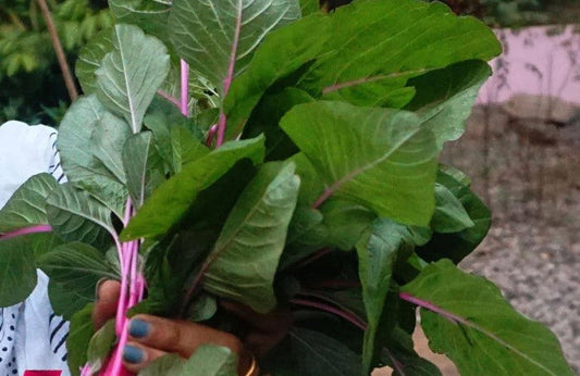 The Best Seeds for Growing Spinach (Amaranthus) in Monsoon – Buy Amaranthus Seeds Online