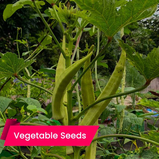Ladies Finger (Bhendi – Anakomban) Seeds – High-Yielding, Disease-Resistant Seeds for Year-Round Cultivation, Buy online
