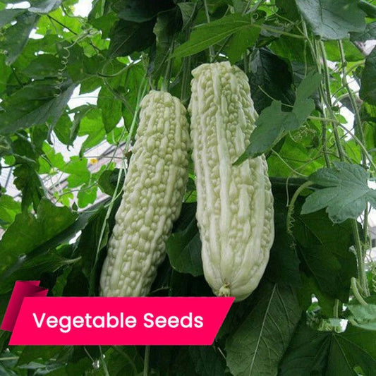Buy Hybrid Bitter Gourd NS 435 Seeds Online – High-Yielding, Pest-Resistant Seeds for Year-Round Cultivation