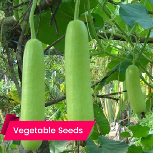 Bottle Gourd (Long) Seeds Online – High Germination, High-Yielding & Disease-Resistant Seeds