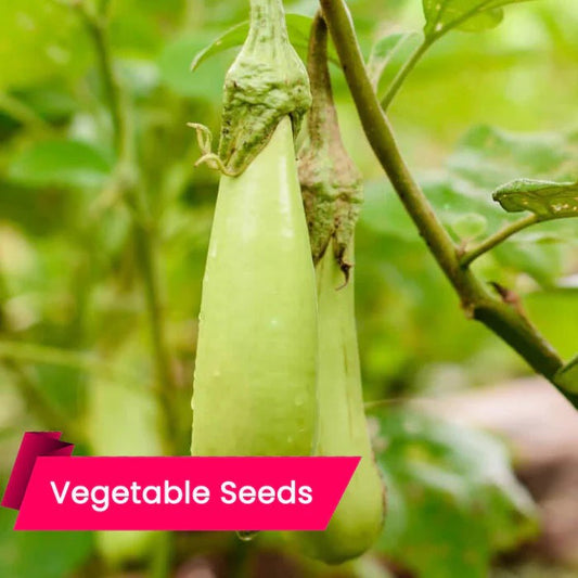 Buy Brinjal Green Long Seeds Online – High Germination Rates, High-Yielding, and Highly Resistant Varieties