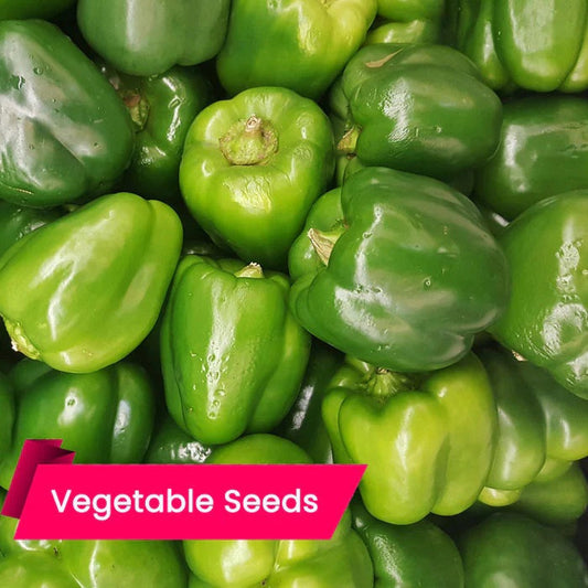 Capsicum - Green - Seed | Buy Hybrid Capsicum Seeds Online for best Yield & Resistance