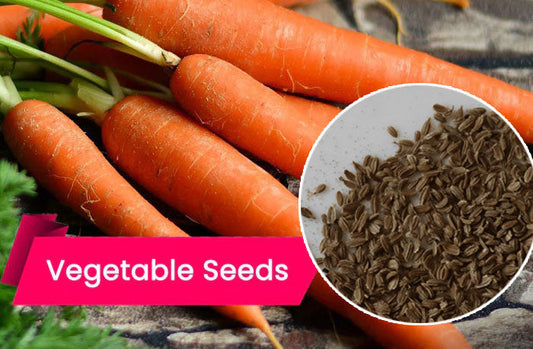 Buy Carrot Seeds Online – High-Yielding, Disease-Resistant, and Premium Quality
