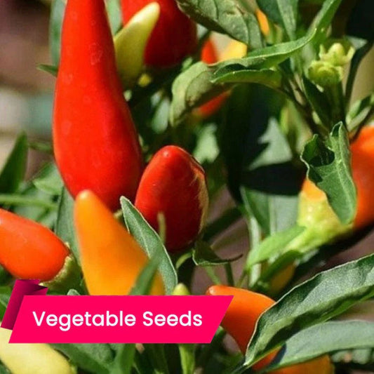 Buy Ujwala Green Chilli Seeds Online – High-Yielding, Pest-Resistant Hybrid Chilli Seeds for Kitchen Garden