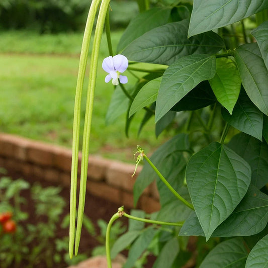 Cow Pea - Valli Payar Seeds Online – Native, High-Yielding, Pest-Resistant Seeds buy Now