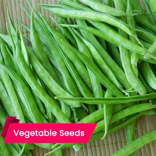 Buy Gwar - Cluster Beans (Kothamara) Seeds Online – High Germination, High-Yield & Disease Resistant