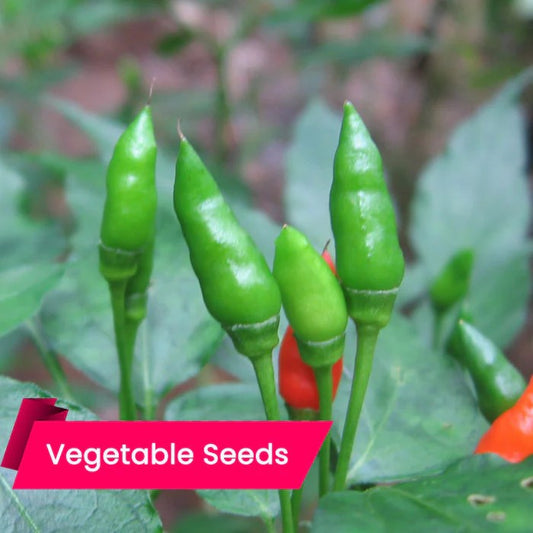 Grow Green Chillies This Rainy Season for High-Yield - Buy Chilli Seeds Online for Best Results
