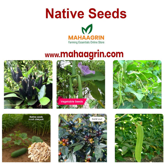 5 Easy Vegetables to Grow in Your Kitchen Garden – Buy Best Quality Naadan Seeds Online at Mahaagrin