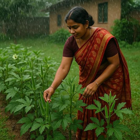 Best 3 Varieties of Okra (Ladies Finger) Seeds for this rainy season – Buy Okra Seeds Online