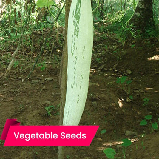 Snake Gourd – High-Yield, Pest-Resistant; Year-Round Growth for Your Kitchen Garden-Buy Seeds online