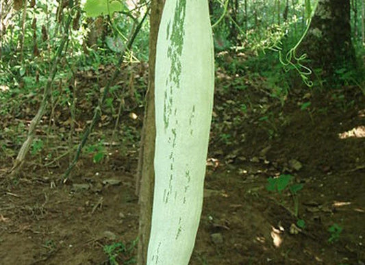 High-Yield, Easy to grow Snake Gourd (Padaval) Seeds – Buy Seeds Online