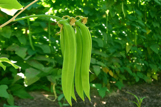 High-Germination, Nutrient-Rich, and Immune-Boosting Vegetable for Kitchen Gardens; Buy Valari Payar Seeds