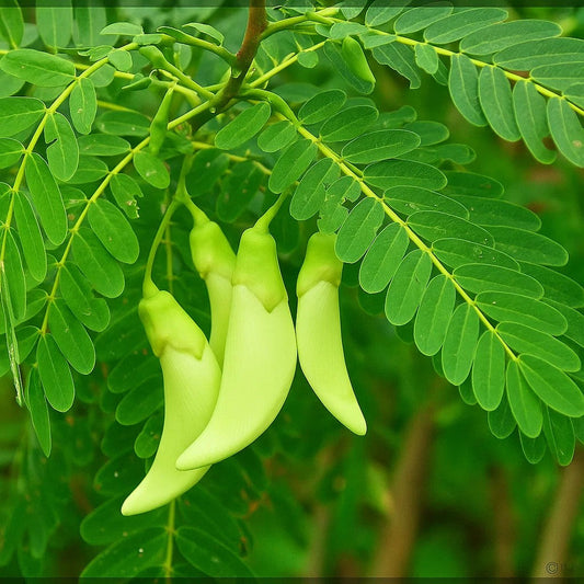 Agathi Cheera Seeds – Native Spinach for a Healthier Lifestyle- Buy Agathi Cheera Seeds Online
