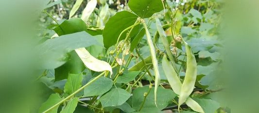 Buy Amara - Lablab Bean Seed Online – Premium Quality Vegetable Seeds