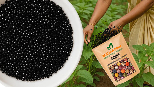 Amaranthus-Cheera (Green) Seeds Online – High-Yield - Buy seeds