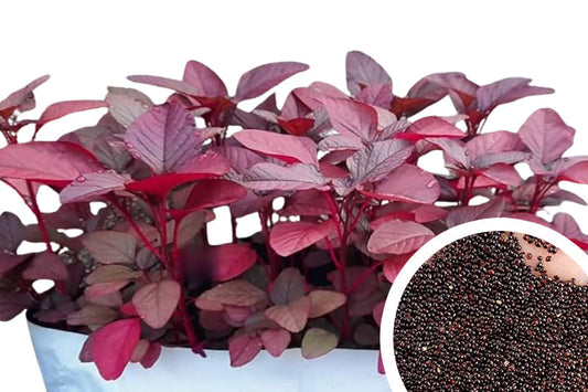 Amaranthus Seeds – Red & Green Hybrid Seeds for Nutritious Harvests - Buy Now