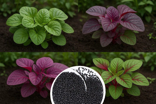 Best Season for - Amaranths- Red - Green-Pink-Smabar Spinach — Buy Spinach seeds