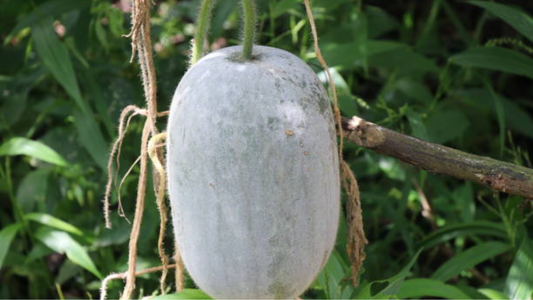 Ash Gourd: The Cool Superfood