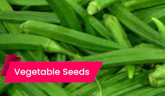 Ladies Finger (Bhendi) Seeds – Best Quality, High Germination, and Year-Round Cultivation- buy online
