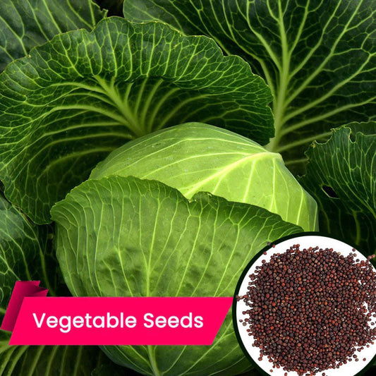 Buy Cabbage Seeds Online – High-Yielding, Disease-Resistant Hybrid Cabbage Seeds