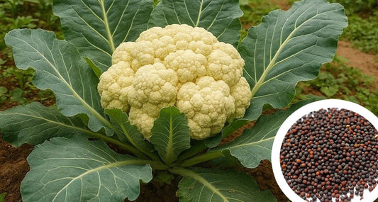 Growing Cauliflower in Your Home Garden – Buy Premium Cauliflower Seeds Online