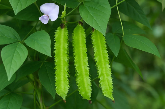 Buy Winged Bean Seeds Online – Best Quality Seeds for Kitchen Garden - buy online