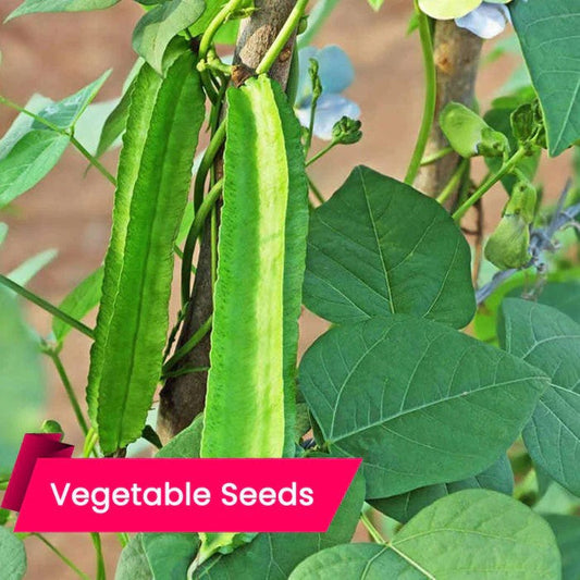 Grow Healthy-Protein rich Winged Beans Seeds (Chathurapayar) for Every Kerala Kitchen Garden Buy online