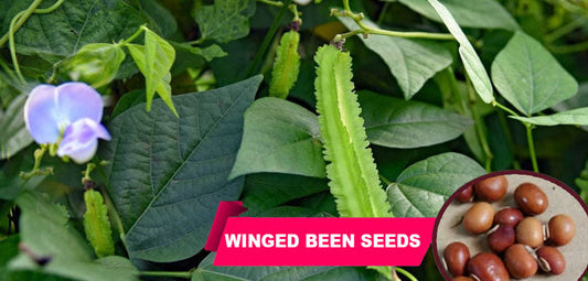 Buy Winged Bean Seeds Online – High-Protein Vegetable Seeds with Excellent Yield