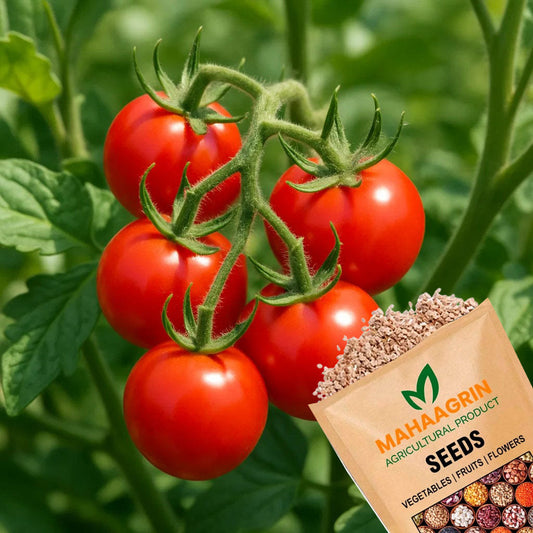 Grow the Goodness at Home; Buy Cherry Tomato Seeds Online – High Germination, Hybrid Variety, Pest-Resistant and Perfect for Kitchen Garden Cultivation