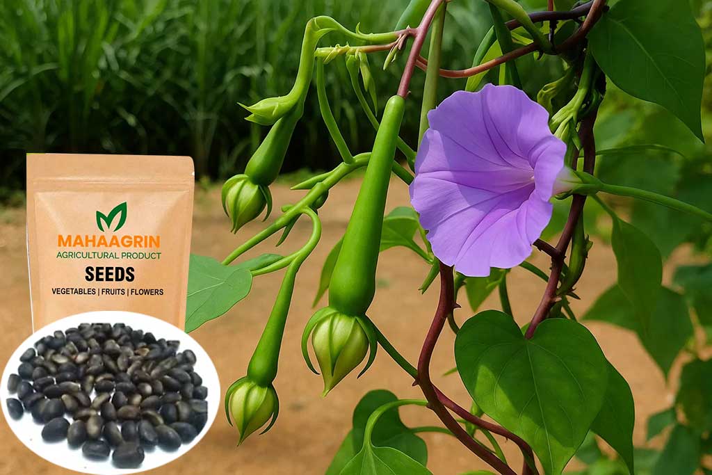 Planting and Growing Clove Bean (Nithya Vazhuthana) in Your Home Garde   Mahaagrin