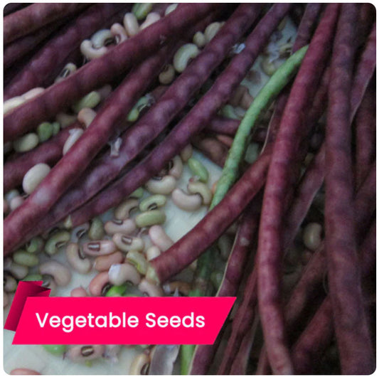 Cow pea (Red) Seeds – Protein-Rich Vegetable for All Seasons | Buy Cow pea (Red) Seeds Online