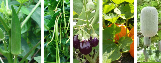 5 Best Easy-to-grow Local Vegetables This Rainy Season in Kerala – Buy Seeds Online