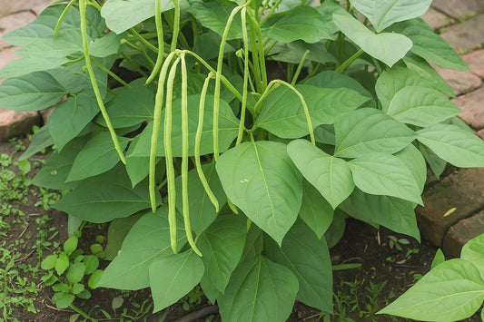 Healthy and Tasty - Kutti Payar (Native Cowpea)- Buy seeds online