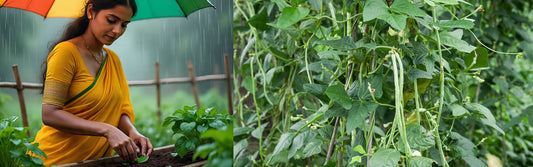 Advantages of Monsoon Season Cultivation in Kitchen Garden | Buy Premium Seeds Online