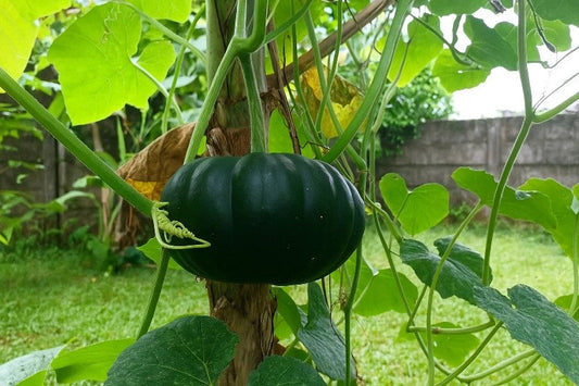 What are the speicalties of Native Vegetables; Buy Native Vegetable Seeds