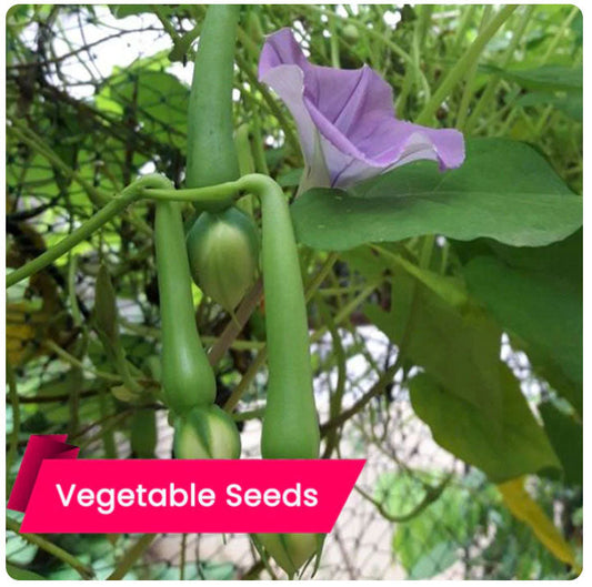 Clove Beans (Nithya Vazhuthana) Seeds – Rare Kerala Vegetable, Grows Year-Round, High Yield ; Pest Resistant- Buy Online