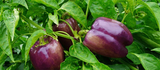 Capsicum Purple (Bell Pepper) Seeds - A Hybrid Choice for Your Garden