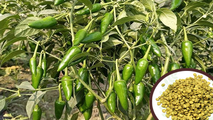 Bullet Chilli Seeds  Pure Original Mirchi for Your Garden  Mahaagrin