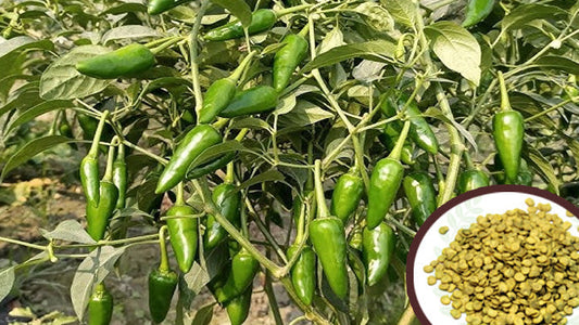 Bullet Chilli Seeds – Pure Original Mirchi for Your Garden