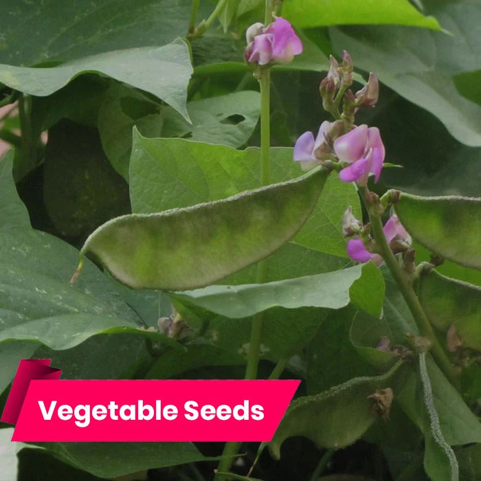 Amara - Lablab Bean(അമര)