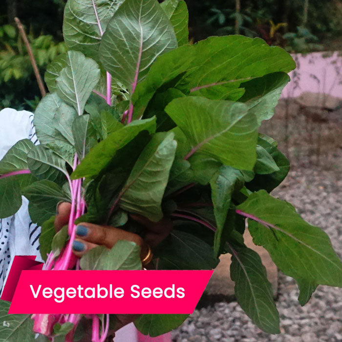 Amaranthus-pink (spinach)