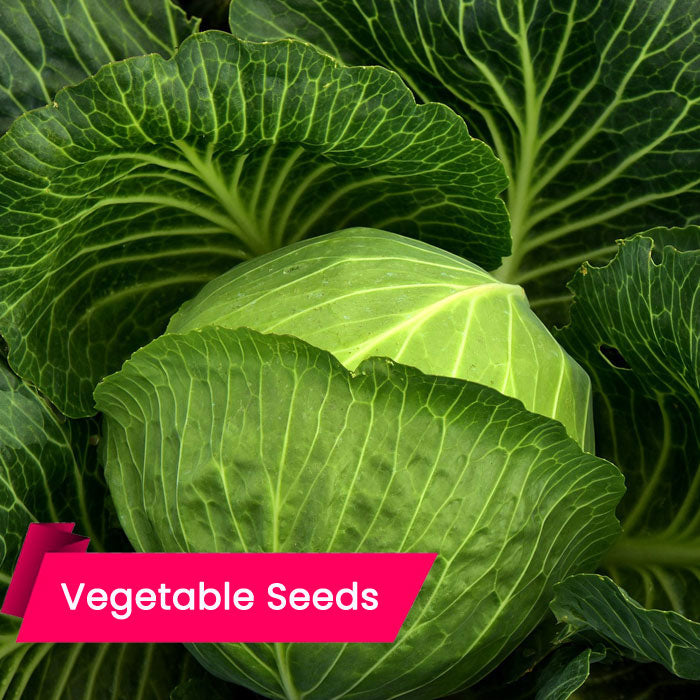 Cabbage NS 183 (ക്യാബേജ് (N S 183))