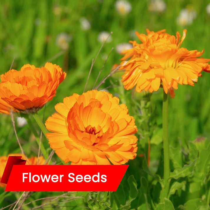 Calendula (ജമന്തി)