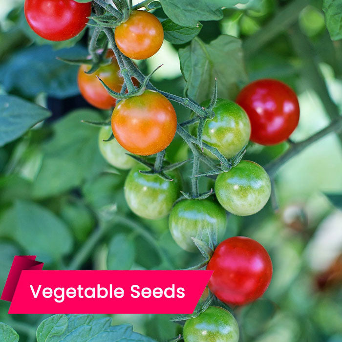 Cherry Tomato Seeds (ചെറി ടൊമാറ്റോ)