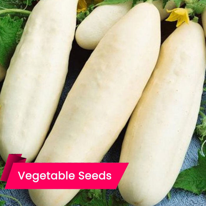 Cucumber - Himangi (വെള്ളരി (ഹിമാൻഗി))