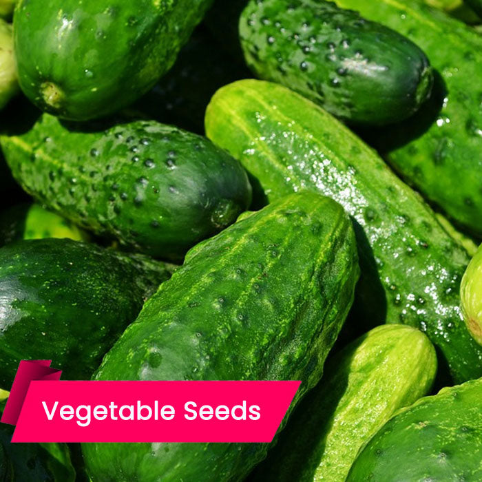 Cucumber Seeds (വെള്ളരി )