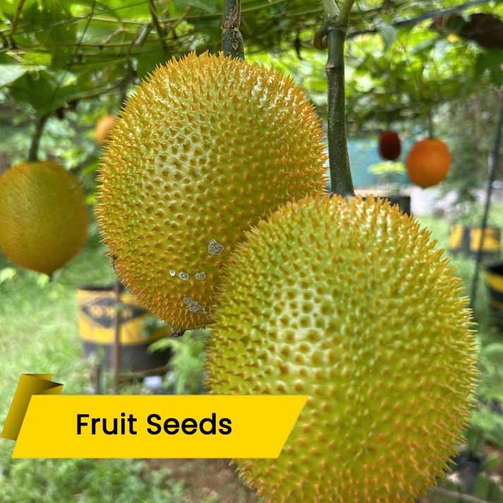 Gac Fruits Seeds (ഗാക് ഫ്രൂട്ട്)