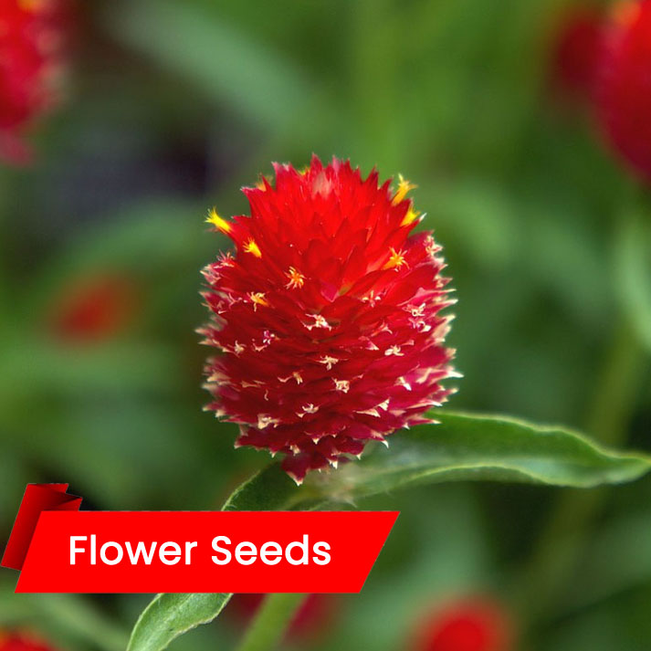 Gomphrena Strawberry Fields (വാടാമല്ലി - സ്ട്രോബെറി)